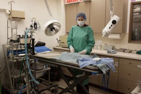 Aerowood Animal Hospital Ps Inc: Kornmann Conrad DVM