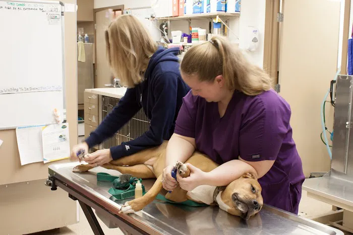 Aerowood Animal Hospital Ps Inc: Kornmann Conrad DVM 12