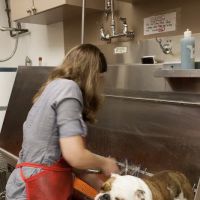 Aerowood Animal Hospital Ps Inc: Weiser Lisa DVM ico