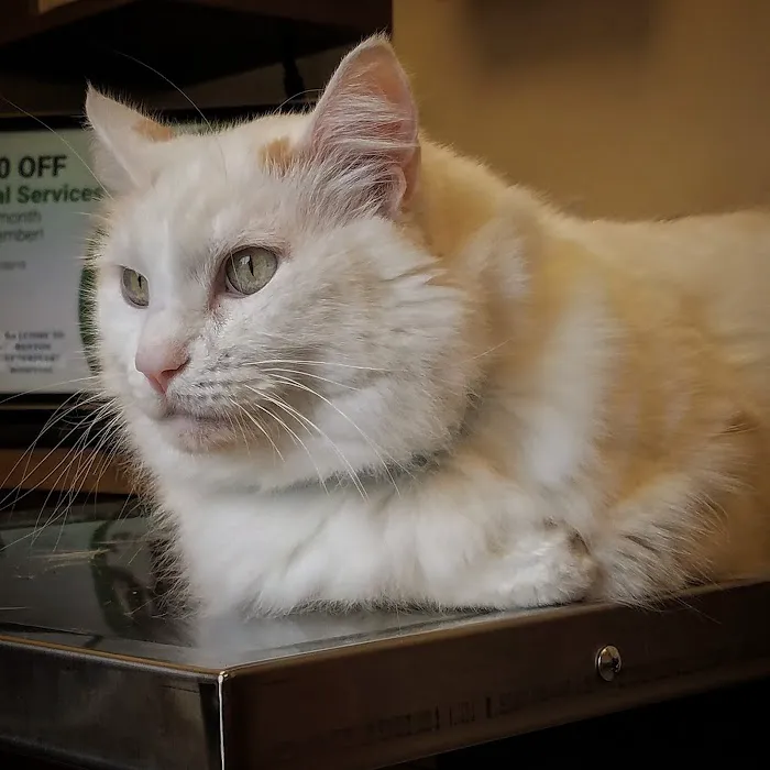 Renton Veterinary Hospital 12