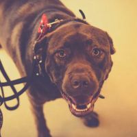 Renton Veterinary Hospital ico