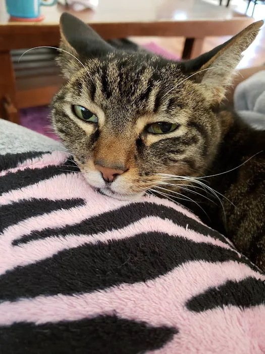 Renton Veterinary Hospital 12