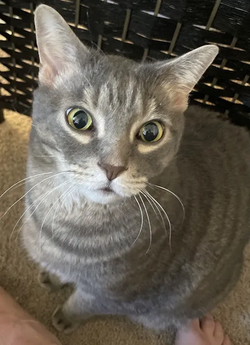 Renton Veterinary Hospital 12