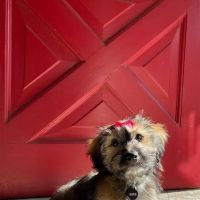 Animal Health Care Center ico