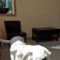 Veterinary Oncology Center ico