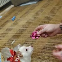 TUKWILA PET HOSPITAL ico