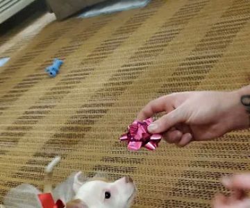 TUKWILA PET HOSPITAL