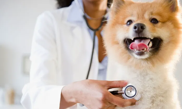 Airport Veterinary Clinic USDA Accreditated Veterinarian Class 2 All Animals. 12