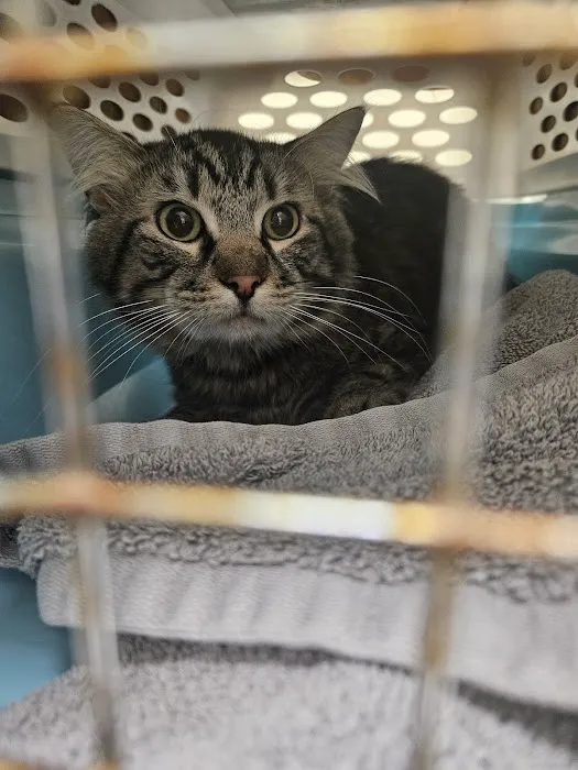 South County Spay Neuter Clinic 12