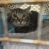 South County Spay Neuter Clinic ico