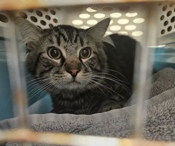 South County Spay Neuter Clinic
