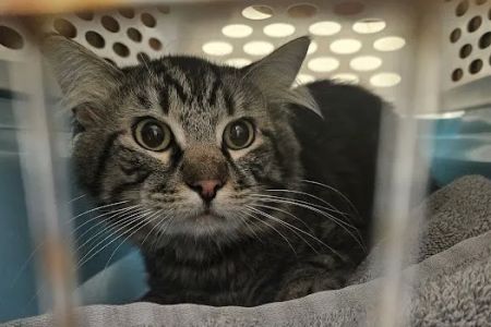 South County Spay Neuter Clinic