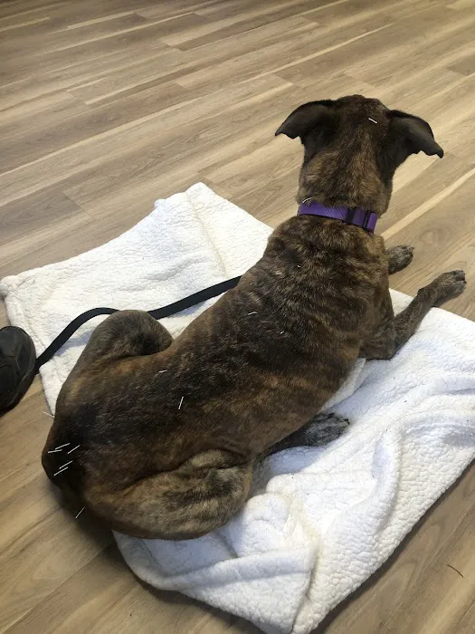 Pacific Heights Veterinary Hospital 9