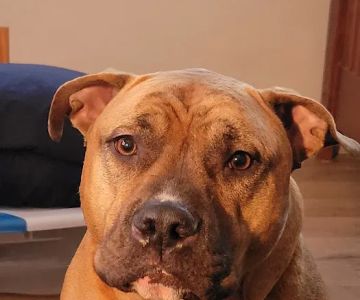 Pacific Heights Veterinary Hospital