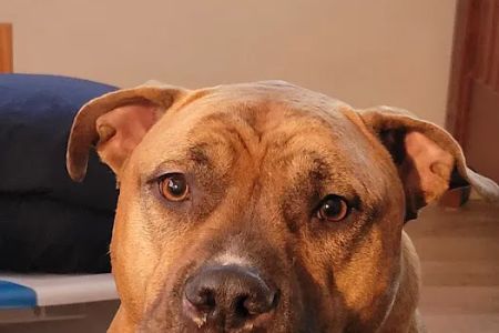 Pacific Heights Veterinary Hospital