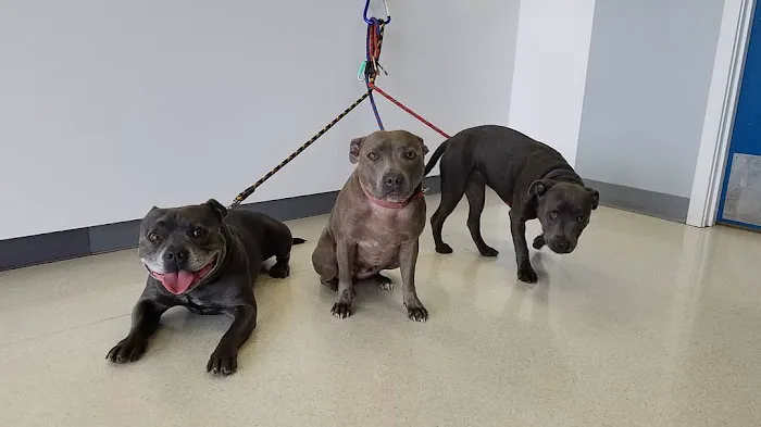 Renton Highlands Pet Clinic 12