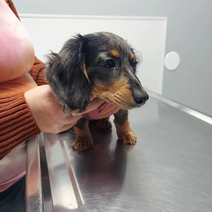 Renton Highlands Pet Clinic 12