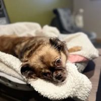 Renton Highlands Pet Clinic ico