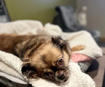 Renton Highlands Pet Clinic