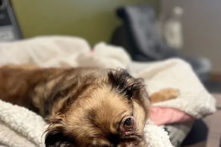 Renton Highlands Pet Clinic