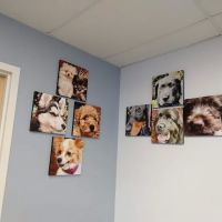 Cedar River Animal Hospital ico
