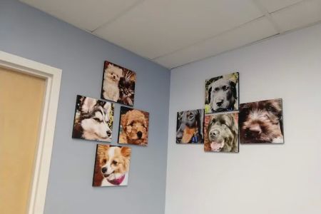 Cedar River Animal Hospital