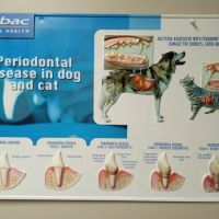 Burien Veterinary Hospital: Whitty Erin DVM ico