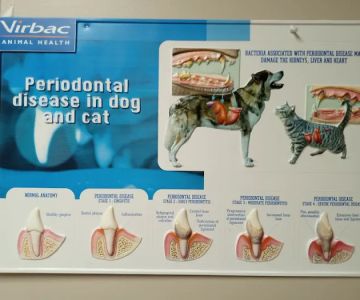 Burien Veterinary Hospital: Whitty Erin DVM