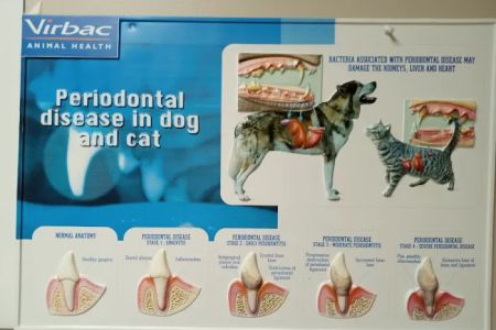 Burien Veterinary Hospital: Whitty Erin DVM