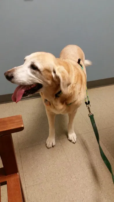 VCA Five Corners Animal Hospital 12