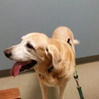 VCA Five Corners Animal Hospital ico