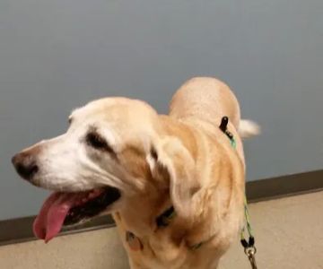 VCA Five Corners Animal Hospital
