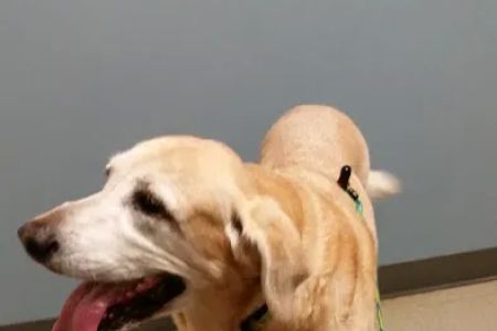 VCA Five Corners Animal Hospital