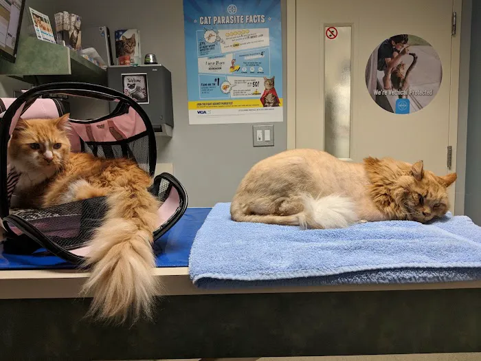 VCA Five Corners Animal Hospital 12