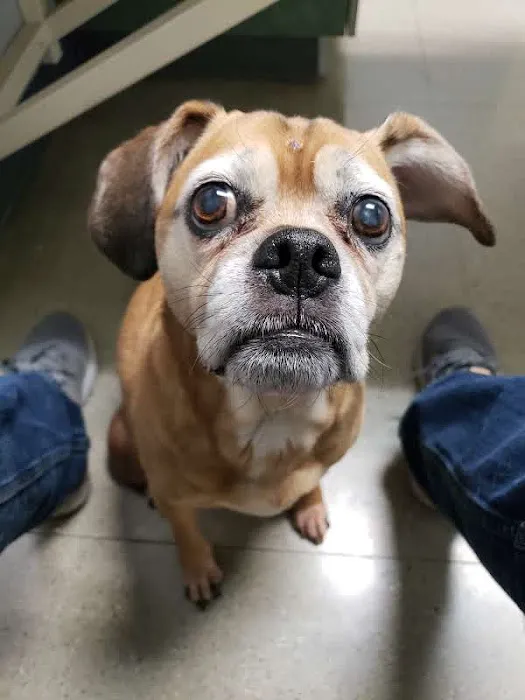 VCA Five Corners Animal Hospital 12