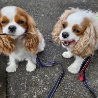 Normandy Animal Hospital ico