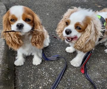 Normandy Animal Hospital