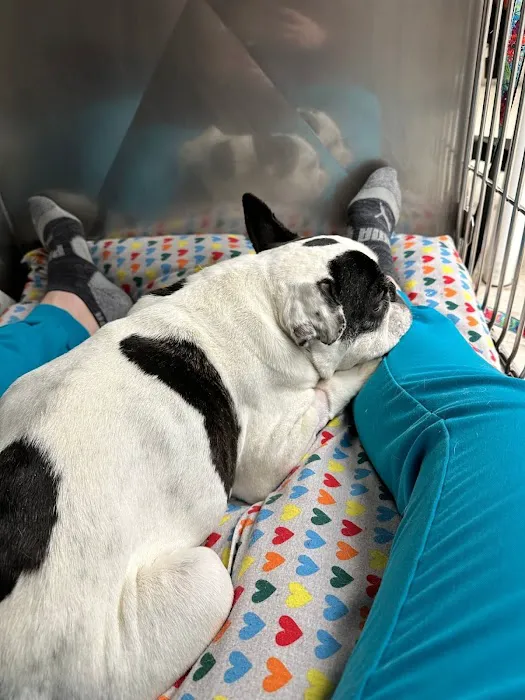 Normandy Animal Hospital 12