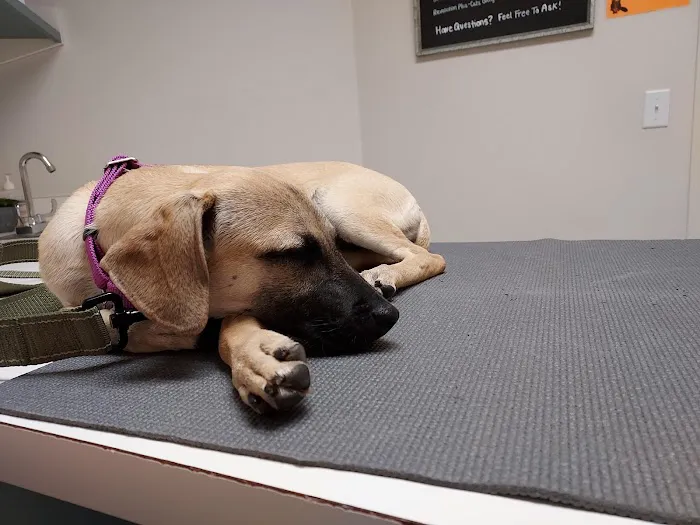Normandy Animal Hospital 12