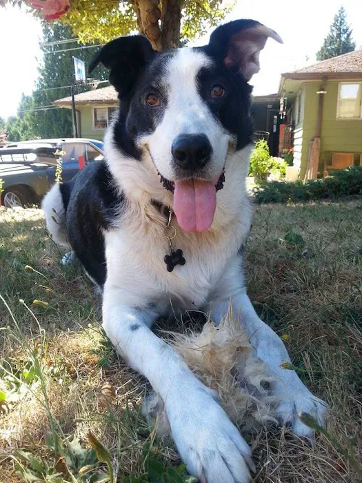 Normandy Animal Hospital 12