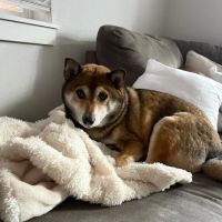 Animal Hospital of Newport Hills ico