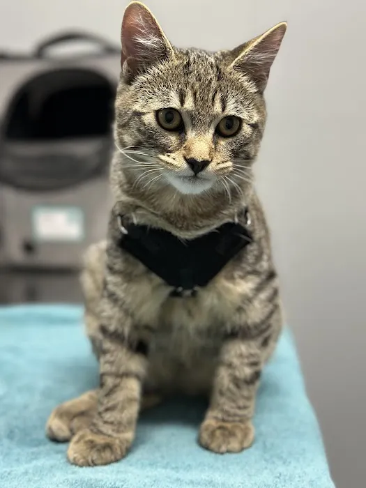 Animal Hospital of Newport Hills 12