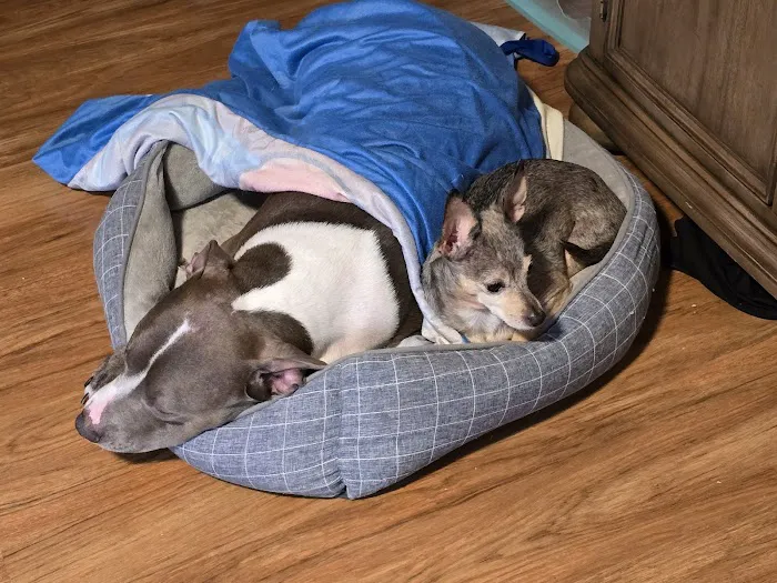 Banfield Pet Hospital 12