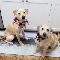 Banfield Pet Hospital ico