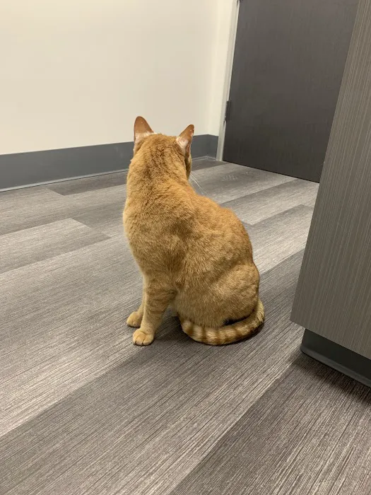 Galaxy Cats Vet Center 12