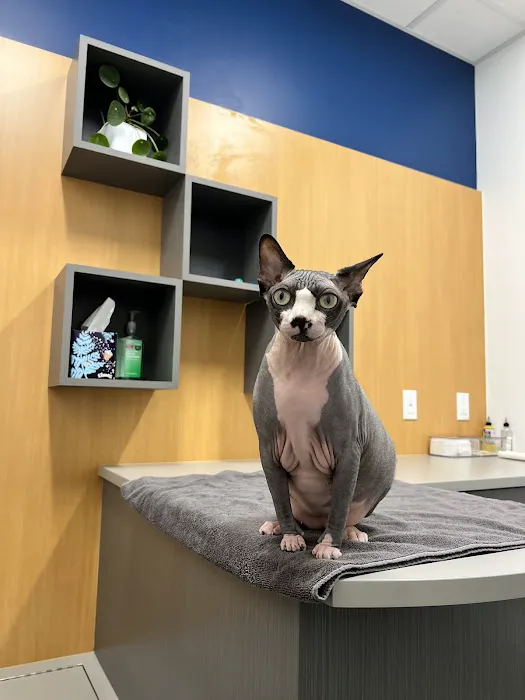 Galaxy Cats Vet Center 12