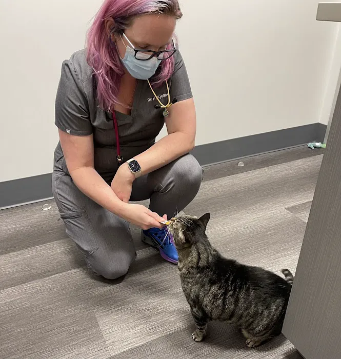 Galaxy Cats Vet Center 12