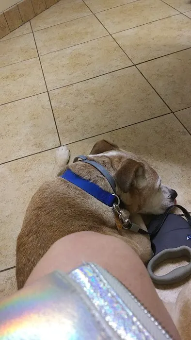Faulkner Animal Hospital: Glenn Brent DVM 4