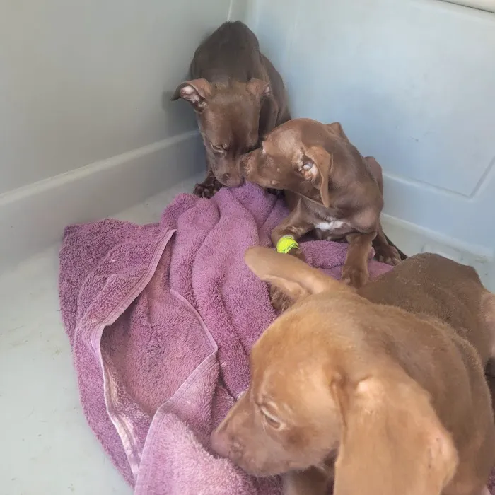 Faulkner Animal Hospital 12