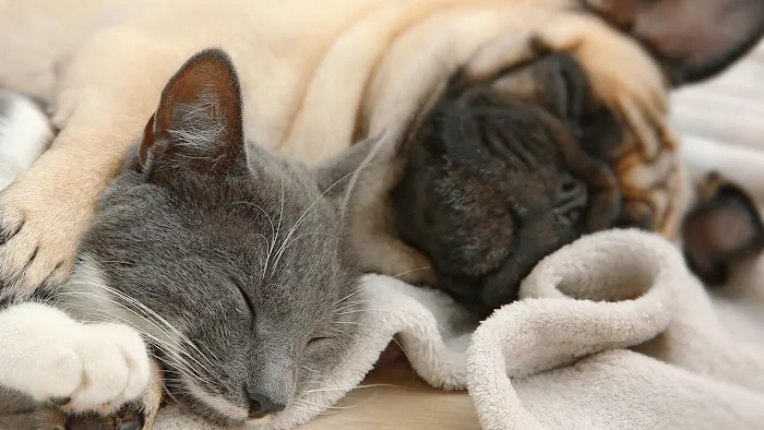 Faulkner Animal Hospital 12